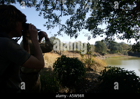 Vogelbeobachtung in Bandhavgarh National Park Madhyar Pradesh, Indien 0207 Stockfoto