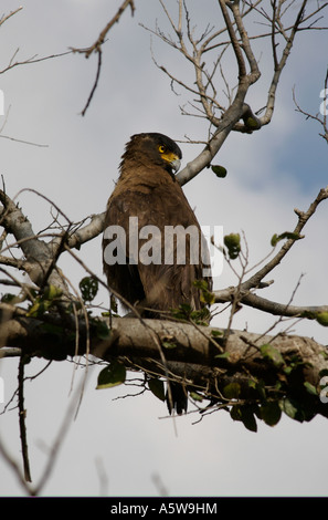 Crested Schlange Adler Uhren aus einem Barsch hoch in einem Baum, dass die Raptor Wald Schlangen und Eidechsen frisst Stockfoto