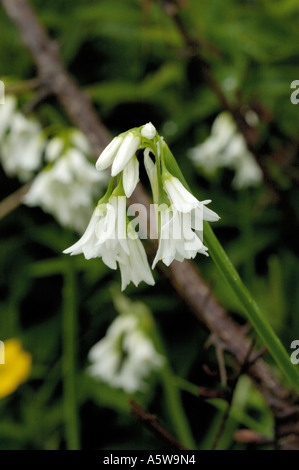 Dreieckigen Knoblauch, Allium triquetrum Stockfoto