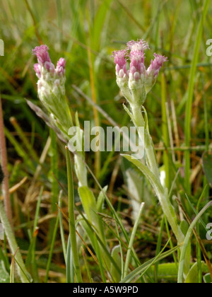 Mountain Everlasting, Antennaria Dioica, weiblichen Pflanzen und Blumen Stockfoto
