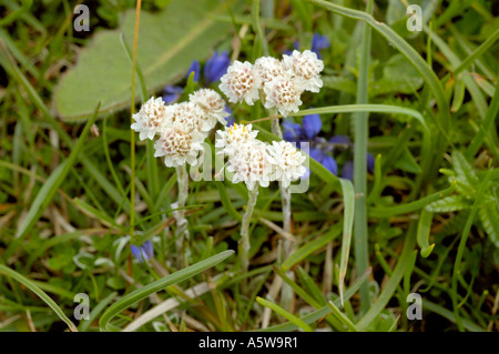 Mountain Everlasting, Antennaria Dioica, männlichen Pflanzen und Blumen Stockfoto