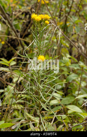 Goldlöckchen Aster Aster linosyris Stockfoto