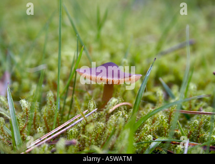 Lila Fibrecap Stockfoto