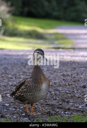 Stockente Henne Stockfoto