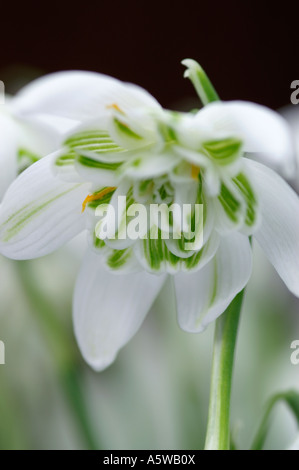 GALANTHUS NIVALIS FLORE PLENO Stockfoto