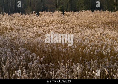 PHRAGMITES COMMUNIS GEMEINSAME REED Stockfoto