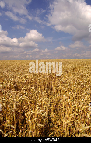 REIFEN WEIZEN FELD TREFFEN BLAUEN HIMMEL UND WEIßE WOLKEN Stockfoto