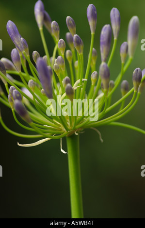 AGAPANTHUS AFRICANUS AFRIKANISCHE LILIE HAUTNAH Stockfoto