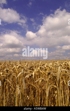 REIFEN WEIZEN FELD TREFFEN BLAUEN HIMMEL UND WEIßE WOLKEN Stockfoto