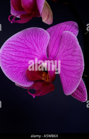 PHALAENOPSIS MOTH ORCHID Stockfoto