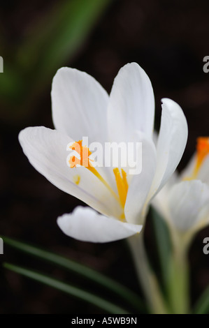 CROCUS VERNUS JEANNE D ARC Stockfoto