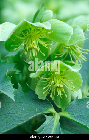 HELLEBORUS ARGUTIFOLIUS SILBERNE SPITZE Stockfoto