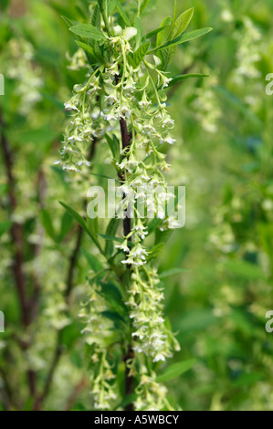 OEMLERIA CERASIFORMIS Stockfoto