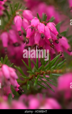 ERICA CARNEA MYRETOUN RUBY Stockfoto