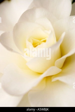 CAMELLIA JAPONICA ALBA PLENA Stockfoto