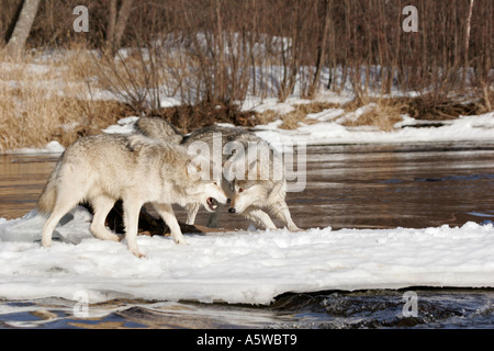 Zwei Holz-Wölfe kämpfen auf einer Sandbank in einem Fluss im Norden von Minnesota Stockfoto