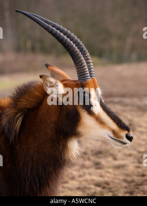 Porträt der Rappenantilope mit großen gebogenen Hörnern Beekse Bergen Zoo Hilvarenbeek Niederlande Hippotragus niger Stockfoto