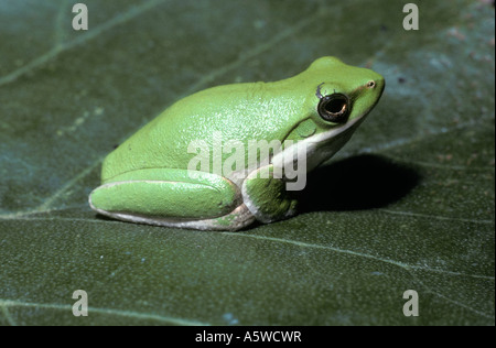 Östlichen Zwerg Laubfrosch Litoria Goldhahnenfuß Hylidae im typischen tagsüber ruhen Pose im Regenwald von Queensland Australien Stockfoto