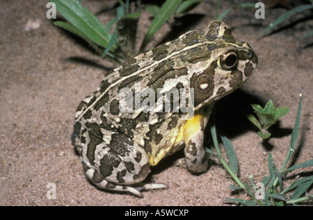 Giant / afrikanische Ochsenfrosch Pyxicephalus Adspersus Ranidae in der Nacht in Savannah Südafrika Stockfoto