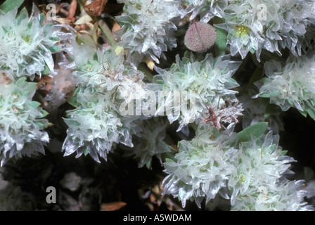 Blatt footed Bug goldenes Ei Fehler männliche und weibliche kryptische auf ihre Paronychia sp Futterpflanze Israel Stockfoto