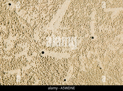 Textur auf einem sandigen Strand von Bubbler Krabben gemacht Stockfoto