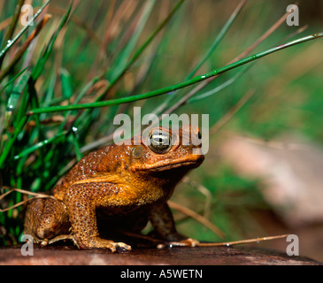 Riesige Kröte / Marine Kröte / Cane Toad Stockfoto