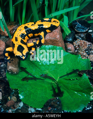 Feuersalamander Stockfoto