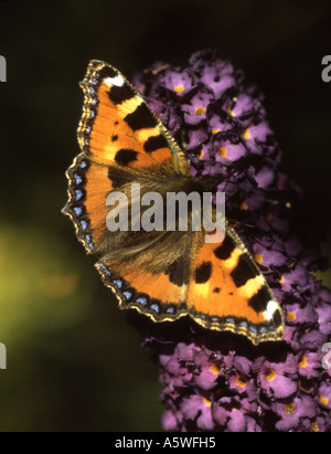 Kleiner Schildpatt Schmetterling Aglais Urticae, ernähren sich von Nektar der Sommerflieder Pflanze Stockfoto