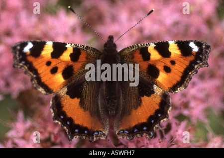 Red Admiral Schmetterling, Vanessa Atalanta, ernähren sich von Nektar aus einer rosa Sedum oder Eis-Anlage Stockfoto