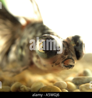 Fische schwimmen in einer Schüssel Stockfoto