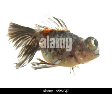 Fische schwimmen in einer Schüssel Stockfoto