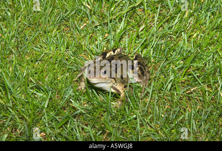 ein Frosch sitzt in dem üppigen grünen Rasen Stockfoto