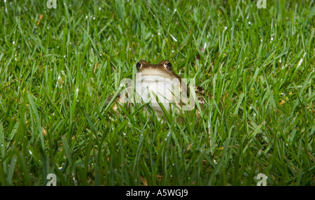 ein Frosch sitzt in dem üppigen grünen Rasen Stockfoto