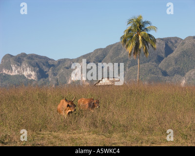 Kuba Ochsen im Feld im westlichen Kuba Provinz Pinar Del rio Stockfoto