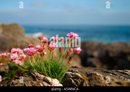 Coastal Blumen Stockfoto