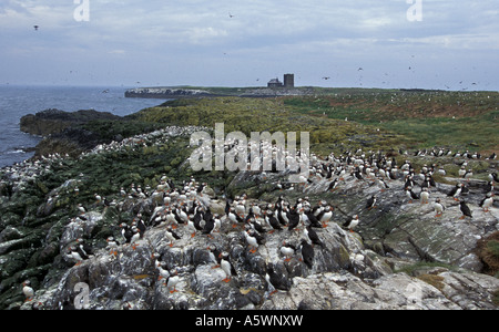 Papageitaucher Fratercula Arctica in der Abenddämmerung am äußeren Farne Islands National Nature Reserve Northumberland Stockfoto