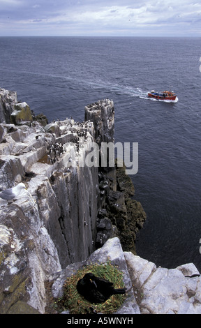 Ein Tourist Boot Pässe innere Farne ich während einer Shag Phalacrocorax Aristotelis setzt drauf s nest inner Farne Islands Northumbria Stockfoto