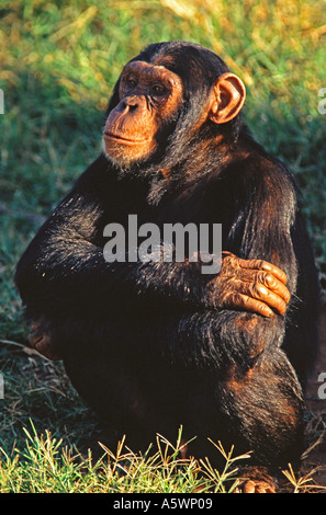 Schimpanse sitzt mit seinen Armen gefaltet Ostafrika Uganda Stockfoto