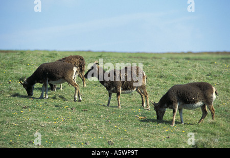 Soay Schafe grasen auf Lundy Insel im Kanal von Bristol england Stockfoto