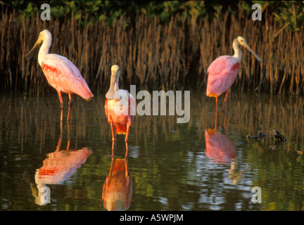 ROSIGE LÖFFLER AJAIA AJAJA EINE ART WATEN VOGEL IM SUMPFIGEN WASSER NAHE DEM NÖRDLICHEN ENDE DER FLORIDA KEYS STEHEN Stockfoto