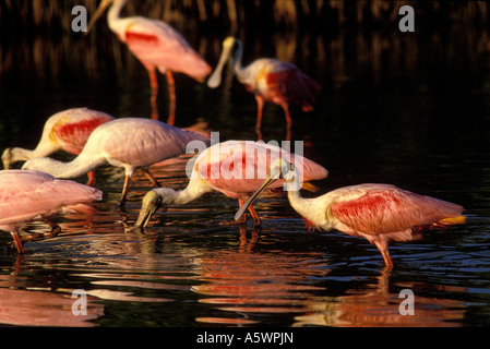 ROSIGE LÖFFLER AJAIA AJAJA EINE ART WATEN VOGEL IM SUMPFIGEN WASSER NAHE DEM NÖRDLICHEN ENDE DER FLORIDA KEYS STEHEN Stockfoto