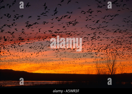 Schneegänse bei Sonnenaufgang am Bosque del Apache ausziehen Stockfoto