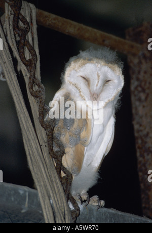 Juvenile Schleiereule in Scheune Stockfoto