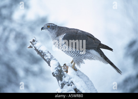 Weiblichen nördlichen Habicht im Schnee Stockfoto