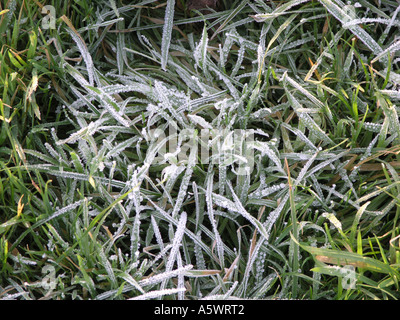 Rauhreif auf dem Rasen, Broadmeadow, Enniskillen, Grafschaft Fermanagh. Stockfoto