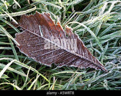 Raureif auf Rosskastanie Blätter und Rasen, Broadmeadow, Enniskillen, Grafschaft Fermanagh. Stockfoto