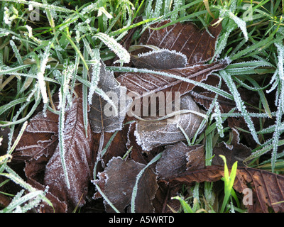 Raureif auf Rosskastanie Blätter und Rasen, Broadmeadow, Enniskillen, Grafschaft Fermanagh. Stockfoto