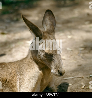 Nahaufnahme von Känguru in Australien Wildlife Park, in der Nähe von Sydney, New South Wales, Australien Stockfoto