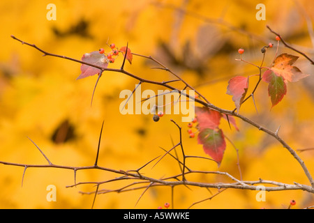 Weißdorn Baum Herbstlaub Stockfoto