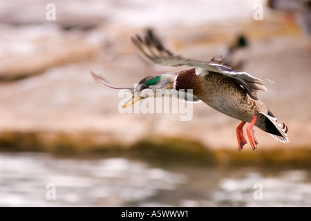 Hybrid Stockente amerikanische Pfeifente Ente Landung auf dem Wasser Stockfoto